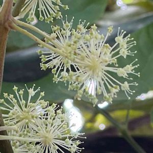 ウド,山野草,樹木,野菜の花,自家製野菜の画像