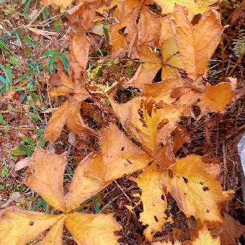 新穂高ロープウェイの画像 by tanoさん | 紅葉した葉っぱさんとコロナ１日も早い終息を願いますと新穂高とチーム岐阜とＧＳの皆様に感謝とお散歩中とお出掛け先と新穂高ロープウェイと色の変化を楽しむと優しい気持ちと秋の紅葉