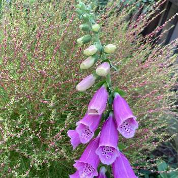 ジギタリスの投稿画像一覧 Greensnap グリーンスナップ