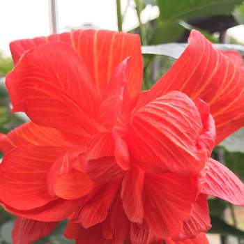 ハイビスカス 八重咲きの投稿画像一覧 Greensnap グリーンスナップ