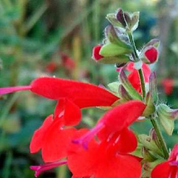 サルビアミクロフィラ の投稿画像一覧 Greensnap グリーンスナップ