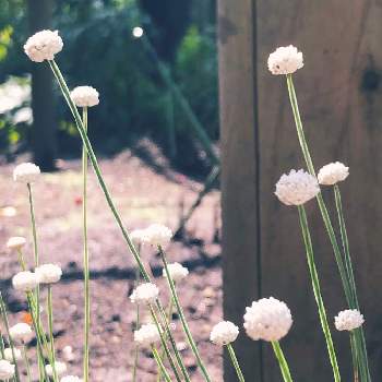 シラタマホシクサの画像 by うみさん | お出かけ先とシラタマホシクサとGS映えとGS日和と植中毒と白い花と花が好きと秋の花