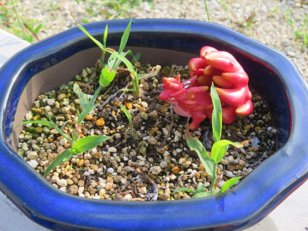 謎の雑草の投稿画像 By 習志野花音 さん 雑草図鑑と花 咲く雑草と雑草だけどカワイイと野草 雑草だって可愛いと雑草好きとかわいい雑草と雑草大好きと雑草花壇と雑草 と雑草の花と雑草花と雑草と雑草対策と雑草と共存と雑草 と我が家の 雑草と可愛い雑草 21月10