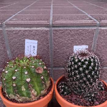 兎月丸の投稿画像一覧 Greensnap グリーンスナップ 兎月丸の投稿画像一覧 Greensnap グリーンスナップ