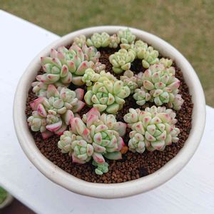 ペレスデラロサエ,多肉植物,紅葉する多肉,多肉大好き,多肉ちゃんの画像
