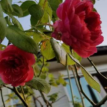 薔薇ジャスミーナの画像 by あずそらさん | 小さな庭と薔薇ジャスミーナと大好きな薔薇と庭造り初心者と薔薇の咲く庭
