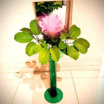 クレピドマネスの画像