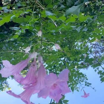 薄いピンクのお花の画像 by EMIさん | エントランスとノウゼンカズラ科と花のある暮らしとピンクのお花と薄いピンクのお花とお散歩とアメリカ山公園