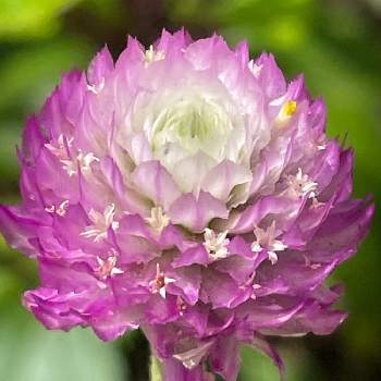 愛らしい花の投稿画像一覧 Greensnap グリーンスナップ