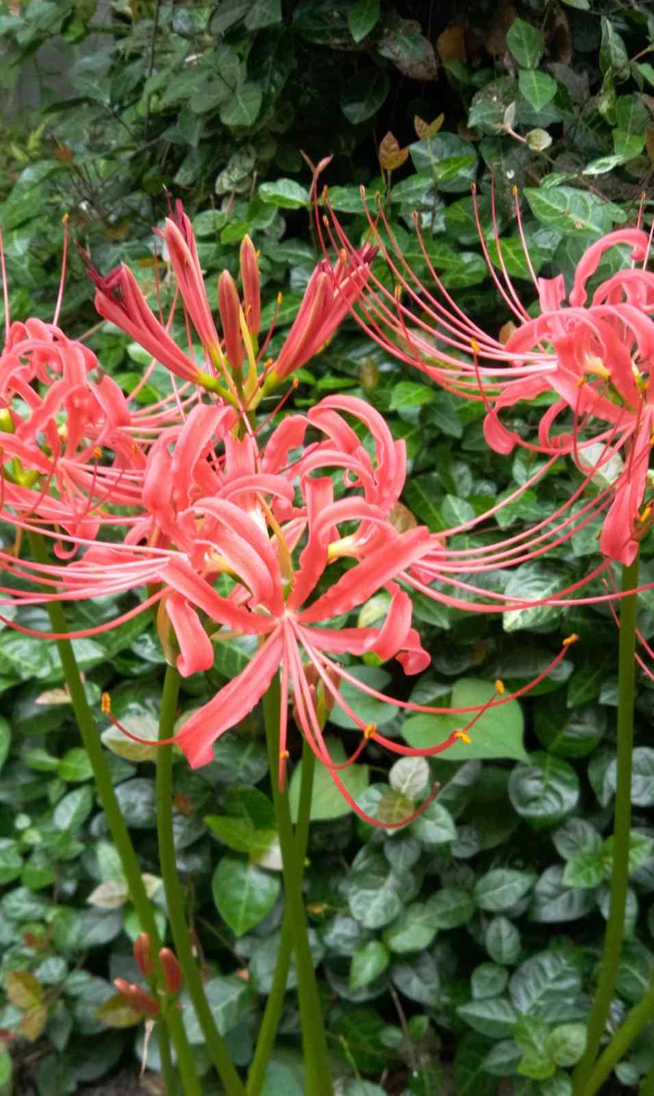 曼珠沙華（ヒガンバナ）｜🍀GreenSnap（グリーンスナップ）