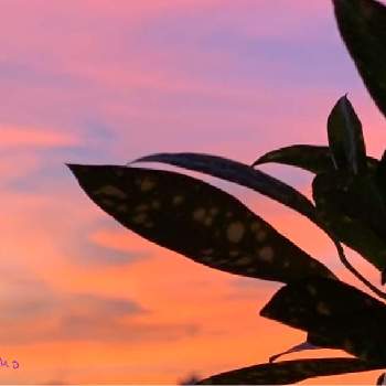 美しい世界の画像 by キラライ　ブツ子さん | ずーっと見ていたいとクロトン。と今日は特別と美しい世界と三丁目の夕陽とただただ美しいと特別な場所