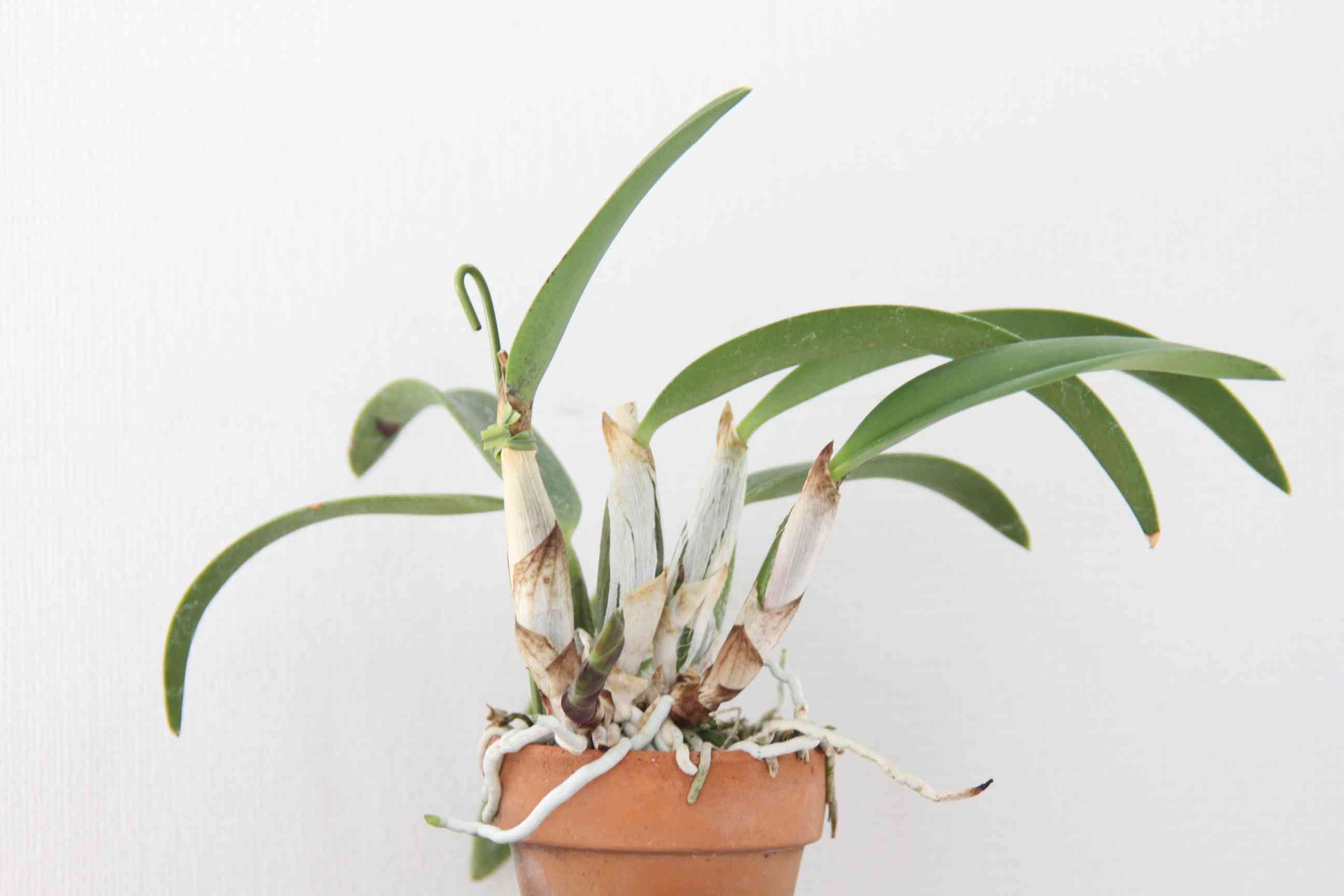 洋ラン初心者は花を咲かせることができるのか 〜ミニカトレア 洋ラン初心者は花を咲かせることができるのか 〜ミニカトレア