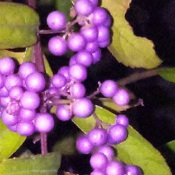 コムラサキ（ムラサキシキブ）の画像 by ヒロンさん | お出かけ先と紫式部とムラサキシキブとお出かけとムラサキシキブ属と青い小さな花マニアと紫式部の実とムラサキシキブ。とムラサキシキブの実とコムラサキ（ムラサキシキブ）とちっちゃいものクラブと紫式部♡と水曜日は水色とお出かけ先といっても近所と青い秋の花マニア…と青い秋の花2021とむらさきしきぶ