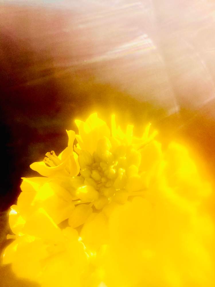 花言葉の投稿画像 By ヒーちゃんさん 誕生花ときいろいはなと今日はなんの日 21月10月6日 Greensnap グリーンスナップ