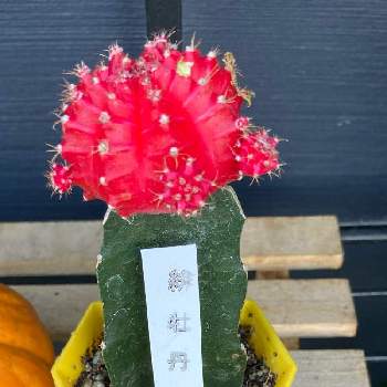 緋色の投稿画像一覧 Greensnap グリーンスナップ