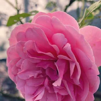 薔薇 レオナルド・ダ・ヴィンチの画像 by ゆーゆさん | 小さな庭と薔薇 レオナルド・ダ・ヴィンチと水曜日ローズショーと好きな色とピンク色と可愛い❤と自然大好き♡と癒しの空間と植物に癒されてと花も多肉も好き