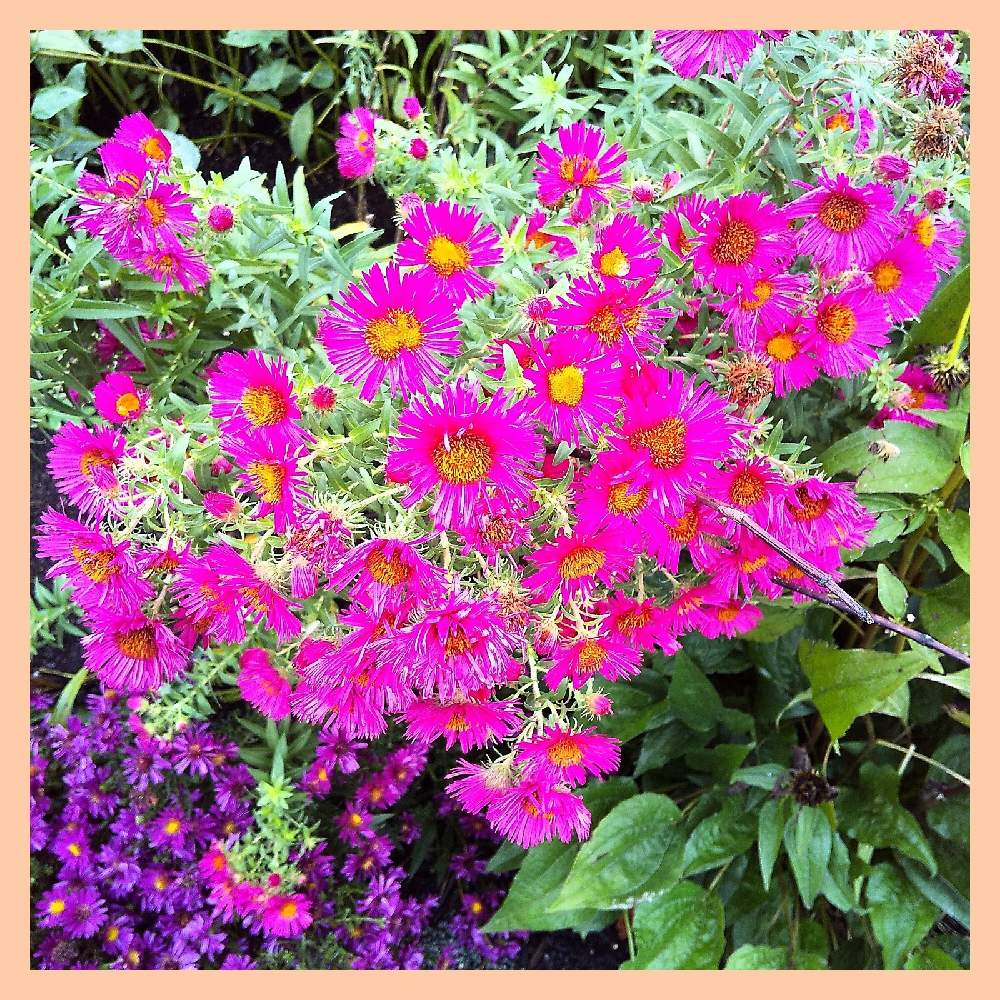 アスターアルマポシュケの投稿画像 By 池ちゃんさん 花散歩と北海道旭川上野ファームと花散歩と北海道旭川上野ファーム 21月10月6日 Greensnap グリーンスナップ Greensnap グリーンスナップ アスターアルマポシュケの投稿画像 By 池ちゃんさん 花散歩と北海道旭川上野ファームと花散歩と北海道旭川上野ファーム 21月10月6日 Greensnap グリーンスナップ Greensnap グリーンスナップ