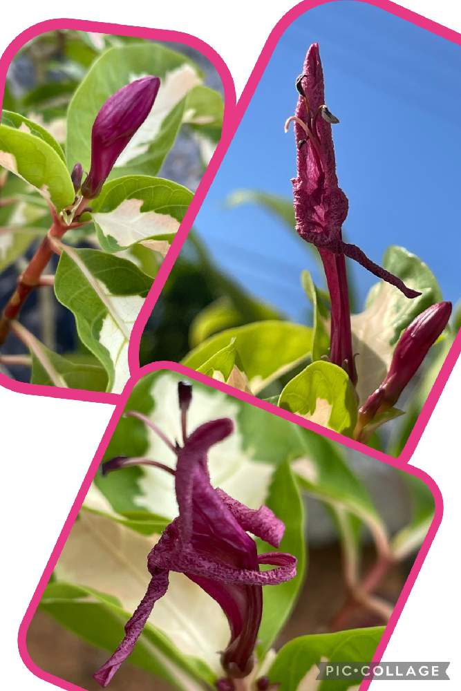 植物のある暮らしの投稿画像 By こっちゃんさん キツネノマゴ科とクロトンモドキ と花壇とおうち園芸とガーデニングと花のある暮らしと植物のある暮らしと キツネノマゴ科とクロトンモドキ と花壇とおうち園芸とガーデニングと花のある暮らし 21月10月6日