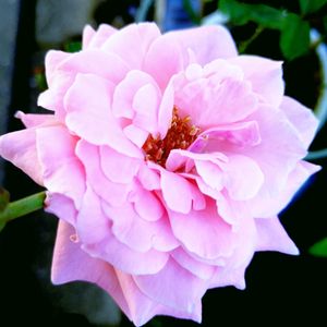 バラ,ミニバラ,ピンクの花,バラ科,バラ属の画像