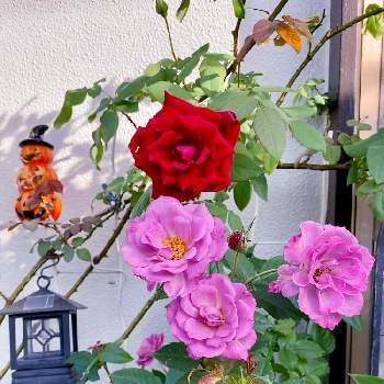 紫系の画像 by White Roseさん | 小さな庭と癒しを求めてと紫系と花のある暮らしと薔薇♪と鉢栽培