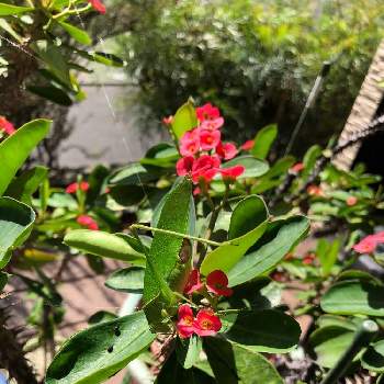 香りのする花の投稿画像一覧 Greensnap グリーンスナップ