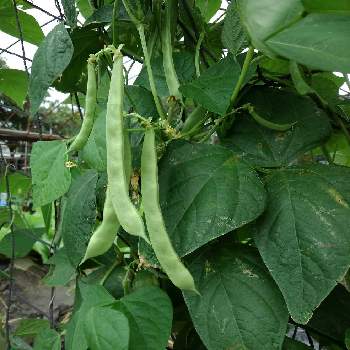 モロッコインゲン豆の投稿画像一覧 Greensnap グリーンスナップ