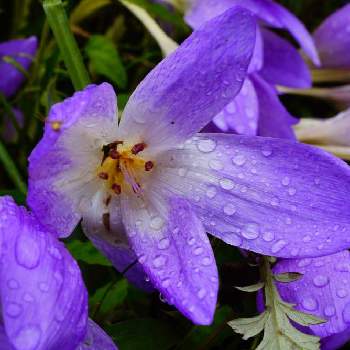 梅雨明け楽しみの画像 by しろねこさん | お出かけ先とイヌサフランと令和最初の植物と梅雨明け楽しみと紅葉（こうよう）とGreenSnapmarcheと花のある暮らしと花が好き