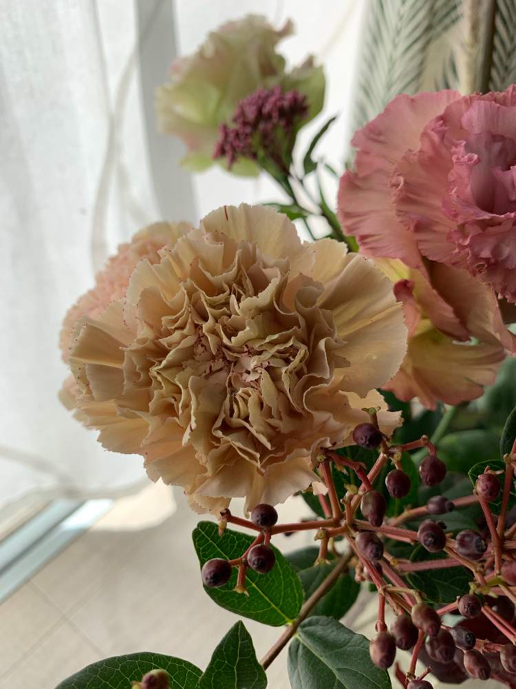 カーネーションの投稿画像 By Popiさん 花のある暮らしと花いろいろとお部屋に花を飾ろうとお花のサブスク 21月10月6日 Greensnap グリーンスナップ