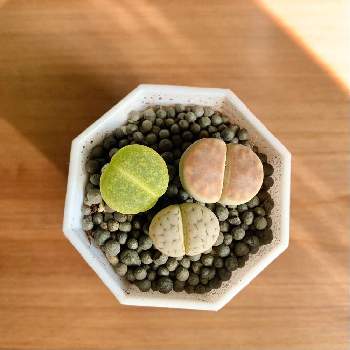 化粧砂の画像 by taoさん | リトープスと多肉植物とおうちの植物と和室。とメセンと室内と化粧砂