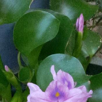 水辺植物の画像 by ヒロンさん | お出かけ先とホテイアオイ・ホテイ草とほてい草(ホテイアオイ)と布袋葵(ホテイアオイ)とホテイアオイの花と水辺の風景と水辺とお出かけと水辺の水曜日と水辺植物と紫色のお花と水曜日は水色と青い花マニアとお出かけ先といっても近所と青い秋の花マニア…と青い秋の花2021と蕾応援団と金曜日の蕾たち