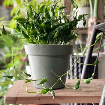 ポトステルノシャングリラの投稿画像一覧 Greensnap グリーンスナップ