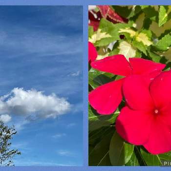 ニチニチソウの花の画像 by ひろみさん | お出かけ先とニチニチソウ☆と雲仲間と今日の空と真っ赤とくも☁とニチニチソウの花とアート雲☁️