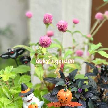 黒い植物の画像 by うっきさん | 小さな庭と色が好きとピンクの花と初心者と今日のお花と花のある暮らしと日陰の庭と葉も美しいと黒い植物とハロウィンピック