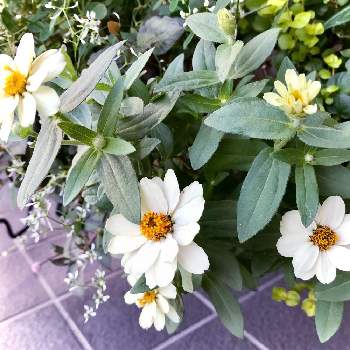 長方形プランターの投稿画像一覧 Greensnap グリーンスナップ