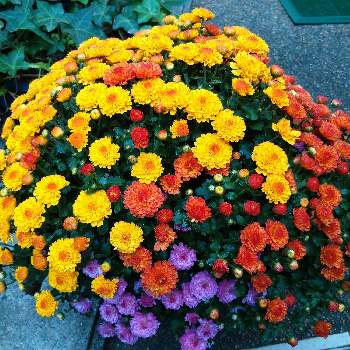 小菊なんですねの画像 by 雀さん | ガーデンマム＊ジジと小菊なんですねとかわぃぃ。と色んな色と花と緑が好き
