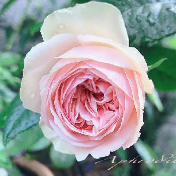 蕾が沢山の画像 by あすなろさん | 玄関と薔薇好きと蕾が沢山と美しいと気品あふれてます✨とまた咲いたとサーモンピンクの薔薇とお花のある生活とお花で癒される