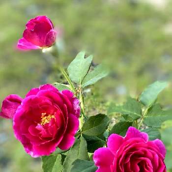 四季咲き薔薇の投稿画像一覧 Greensnap グリーンスナップ