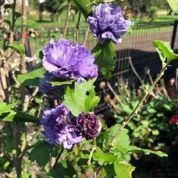 やっとの画像 by 7033さん | 小さな庭とムクゲ 紫玉とやっととおうち園芸と植中毒と元気に育ててますよと花のある暮らしと青い花マニア