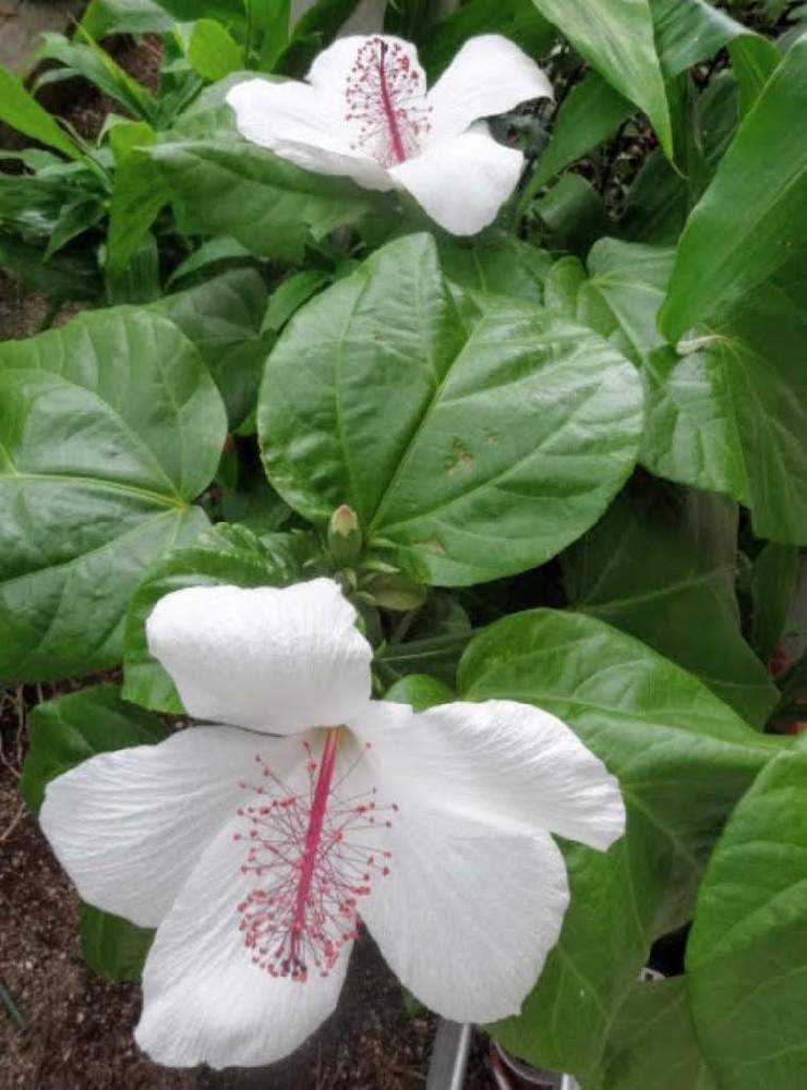 ハイビスカス様 わが家のハイビスカス🌺｜🍀GreenSnap（グリーンスナップ）