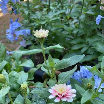 ルリマツリ♡の画像 by Les fleurs ＊＊＊＊さん | 小さな庭とピンクとルリマツリ♡とジニアの花
