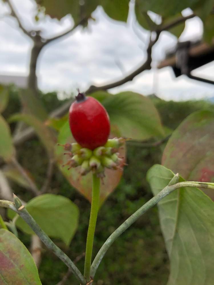 庭木の投稿画像 By あーすけさん ハナミズキの赤い実と庭木とハナミズキの赤い実 21月10月6日 Greensnap グリーンスナップ Greensnap グリーンスナップ