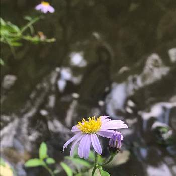 初めて見る花の画像 by masaさん | お出かけ先と薄紫の花と初めて見る花と道端の花とヨメナ。と嫁菜(ヨメナ)と小さな花と池のある公園