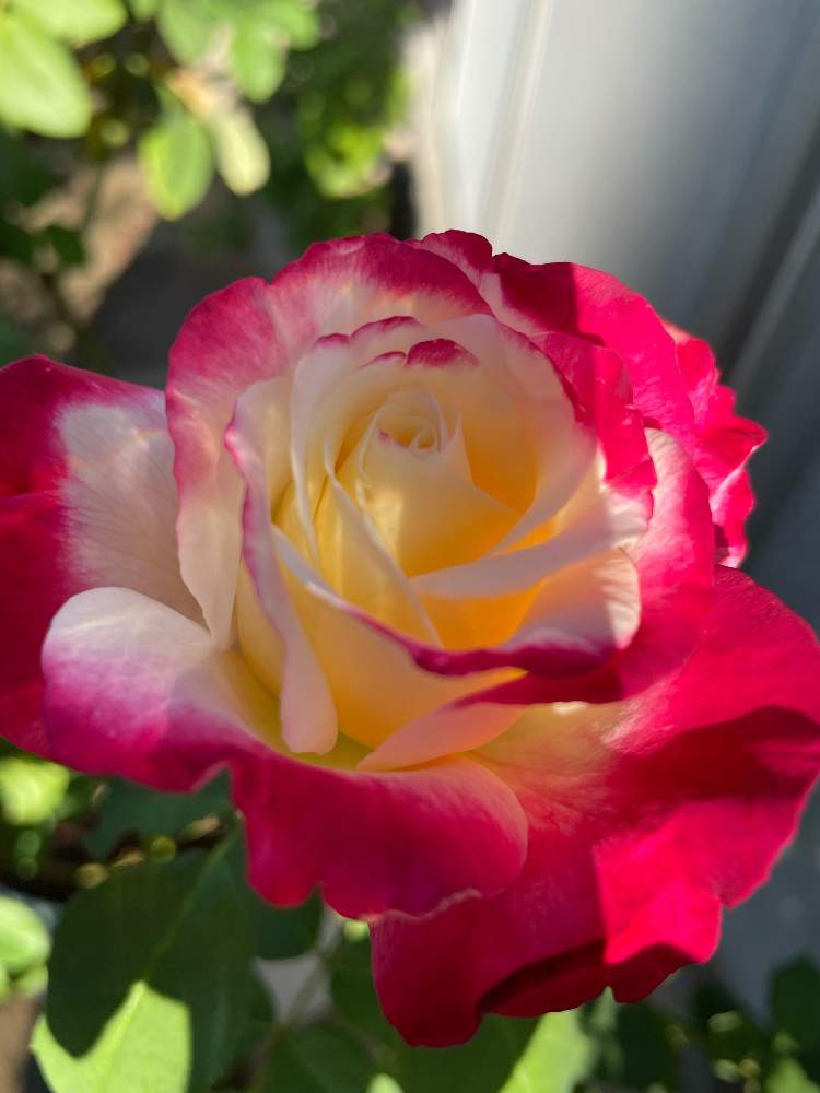 小さな庭の画像 by TAKAさん | 小さな庭とダブルデライトと花のある暮らしと水曜ローズショーとチーム岐阜とT's薔薇2021