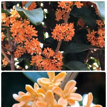 満開の金木犀の投稿画像一覧 Greensnap グリーンスナップ