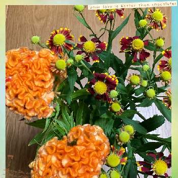 ヘレニウム（団子菊）の画像 by manabeさん | ヘレニウム（団子菊）とケイトウ オレンジクイーンと団子菊とケイトウと切り花を楽しむとケイトウ✿