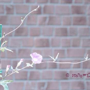 早寝早起き＾＾の画像 by piaMo☆さん | バルコニー/ベランダと秋の朝と優しいピンクの花とLove Hokkaido♡と早寝早起き＾＾