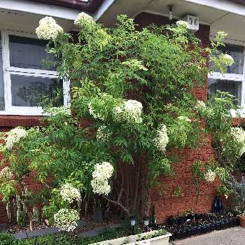 セイヨウニワトコ Greensnap グリーンスナップ