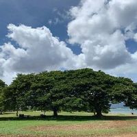 モンキーポッドの育て方 種まきや植え付けの時期は 庭木にもできる Greensnap グリーンスナップ