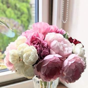 シュネープリンセスの画像 by dayanさん | 窓辺とナターシャ リチャードソンとバラ あおいとシュネープリンセスとセプタードアイルとオマージュ ア バルバラとばら バラ 薔薇とピンクの花とGSでバラ園と白い花といやされると北海道とdayan's rose