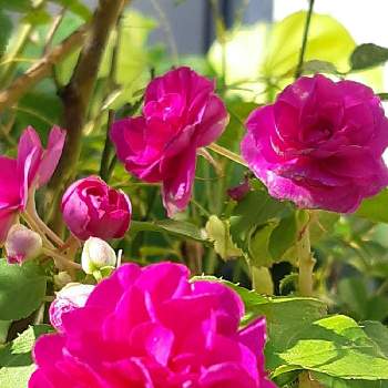 気持ちの良い朝の画像 by 花と猫さん | 小さな庭とインパチェンスと八重咲きインパチェンスと花大好きと気持ち良さそうと秋の訪れとピンクの花とコロナウイルスの終息を願う！と愛らしいとお花大好きと気持ちの良い朝とお家園芸と皆様のご無事をお祈りします。と美しい✨✨と今日も元気でと我が家の庭と太陽の光を浴びてと晴天と東北人花の会と秋を感じてと癒しのひと時
